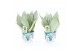 Sansevieria trifasciata moonshine in Potcover Snowman 