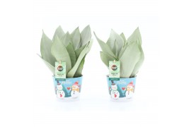 Sansevieria trifasciata moonshine in Potcover Snowman