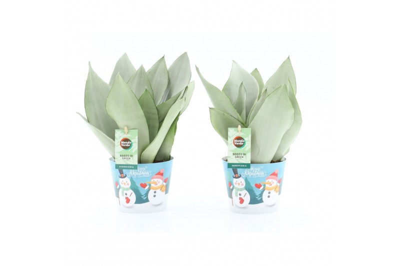 Sansevieria trifasciata moonshine in Potcover Snowman Sansevieria trifasciata moonshine in Potcover Snowman