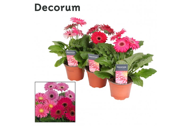 Gerbera flori line paars decorum met hoes 