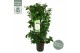 Camellia japonica matterhorn 
