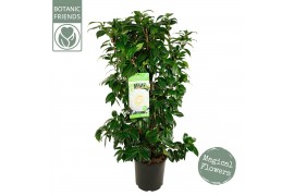 Camellia japonica matterhorn