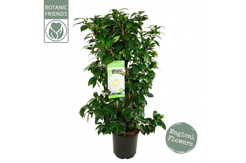 Camellia japonica matterhorn 