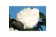 Camellia japonica matterhorn 
