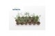 Albuca spiralis frizzle sizzle Albuca Spiralis 1 pp 
