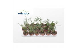 Albuca spiralis frizzle sizzle Albuca Spiralis 1 pp
