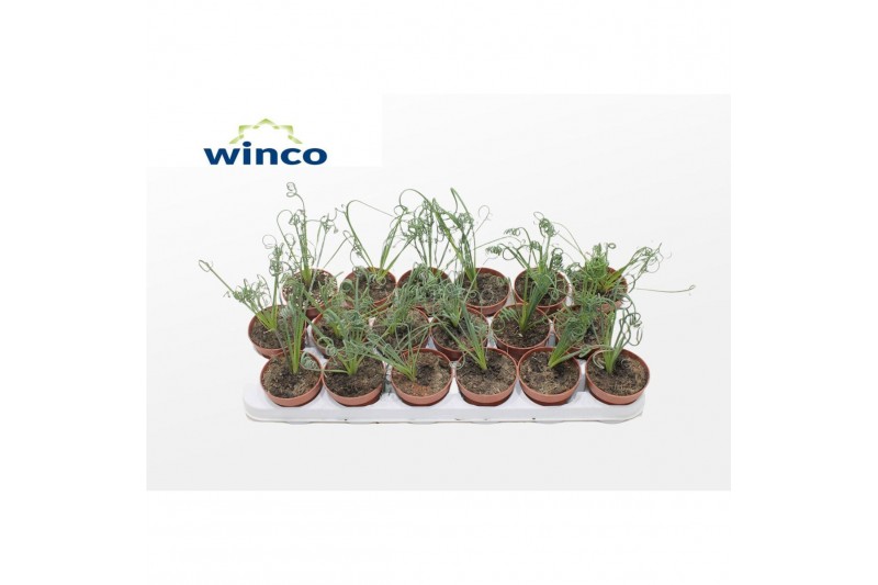 Albuca spiralis frizzle sizzle Albuca Spiralis 1 pp Albuca spiralis frizzle sizzle Albuca Spiralis 1 pp