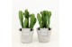 Euphorbia in stone look pot 