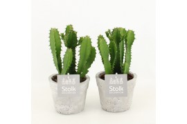 Euphorbia in stone look pot
