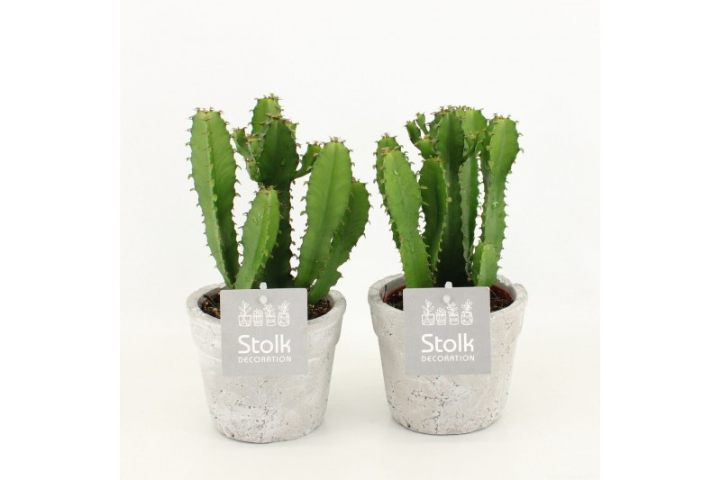 Euphorbia in stone look pot 