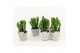 Euphorbia in stone look pot 