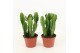 Euphorbia overig succ. Euphorbia overig Euphorbia 