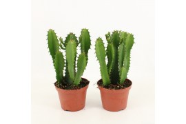 Euphorbia overig succ. Euphorbia overig Euphorbia