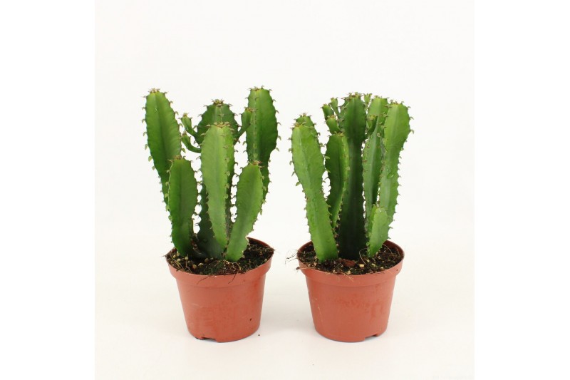 Euphorbia overig succ. Euphorbia overig Euphorbia 