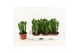 Euphorbia overig succ. Euphorbia overig Euphorbia 
