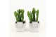 Euphorbia in vierkante stone pot 