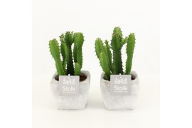 Euphorbia in vierkante stone pot