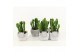 Euphorbia in vierkante stone pot 