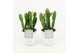 Euphorbia in white wash pot 