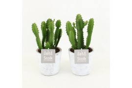 Euphorbia in white wash pot