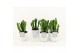 Euphorbia in white wash pot 