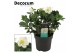 Helleborus niger mon blanc L + etiket Decorum 
