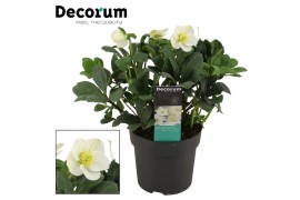 Helleborus niger mon blanc L + etiket Decorum