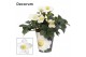 Helleborus niger mon blanc XL + potcover Decorum 