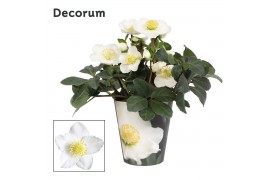 Helleborus niger mon blanc XL + potcover Decorum