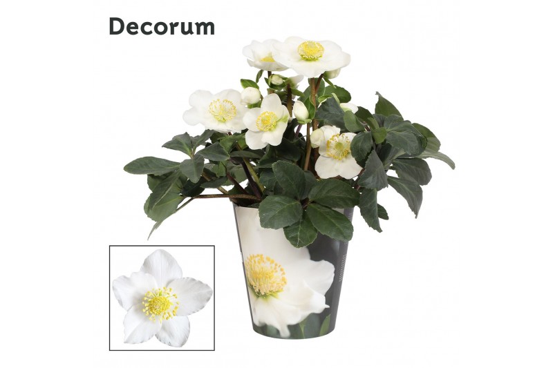 Helleborus niger mon blanc XL + potcover Decorum 