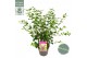 Syringa bloomerang dark purple 