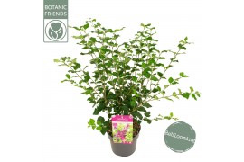 Syringa bloomerang dark purple