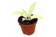 Philodendron snowdrift 