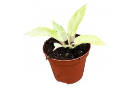 Philodendron snowdrift
