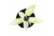 Philodendron snowdrift 