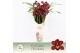 Cymbidium Red Beauty Roy - 5 tak - Exclusiva Orchidea Potcover 