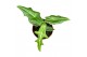 Alocasia Alocasia Portei 1 pp 