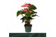 Anthurium antheqibo Solara 5 bloem 