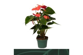 Anthurium antheqibo Solara 5 bloem