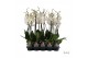 Phalaenopsis wit A2 - 1 tak - 65/70cm 