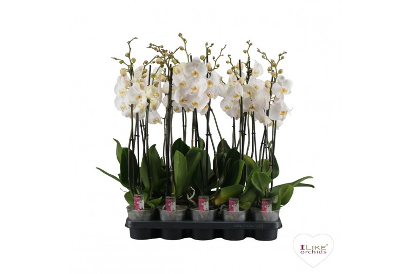 Phalaenopsis wit A2 - 1 tak - 65/70cm 