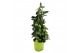 Citrus limequat 