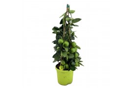 Citrus limequat