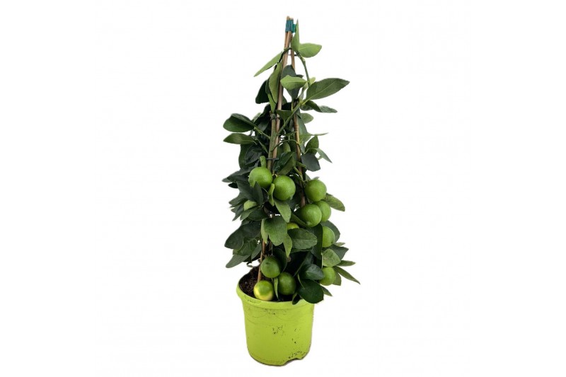 Citrus limequat 