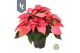 Euphorbia pul. mars pink 