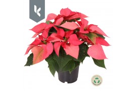 Euphorbia pul. mars pink