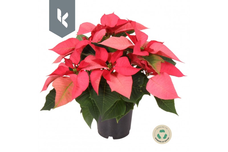 Euphorbia pul. mars pink 