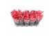 Euphorbia pul. mars pink 