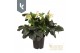 Helleborus hgc ice n roses white HGC Helleborus Ice N Roses White 100  