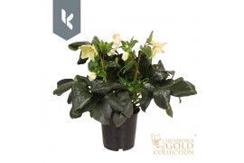 Helleborus hgc ice n roses white HGC Helleborus Ice N Roses White 100 